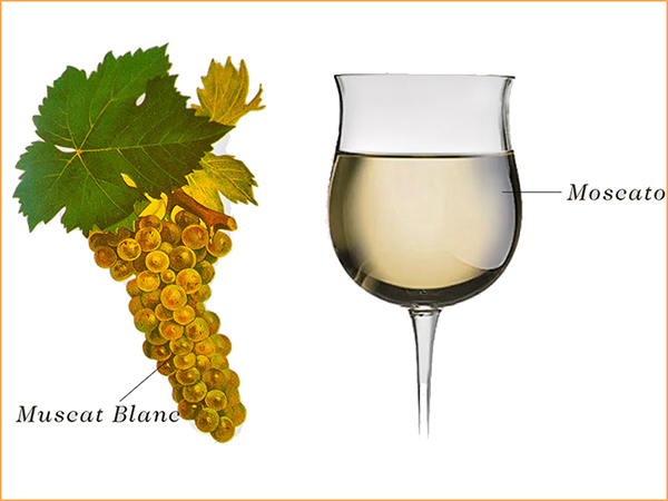 Rượu Vang Moscato Là Gì | Những Chai Rượu Vang Moscato Ngon Và Nổi Tiếng Nhất