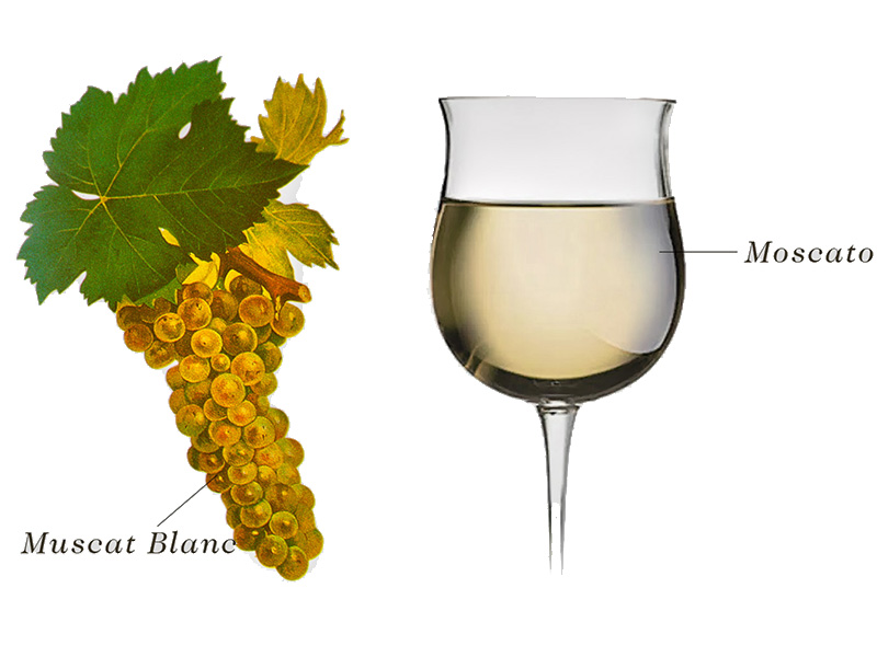 Đặc điểm của rượu vang Moscato