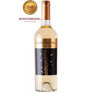 Rượu Vang Cantagua Reserva Sauvignon Blanc